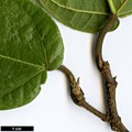 SpeciesSub: var. henryi
